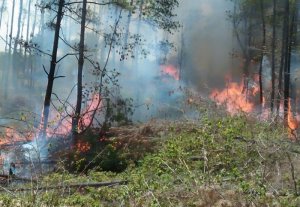 Api dari Torut Habiskan Hutan Pinus di Luwu