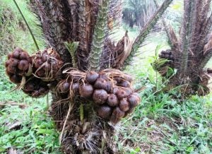 Populer di Luar Negeri, Kementan Pacu Peremajaan Tanaman Salak Sleman