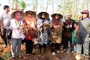 Bulan Lalu Diekspor ke Jepang, Lies F Nurdin Panen Talas Satoimo Bersama Petani