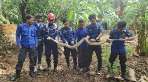 Ular Piton Sepanjang 2,5 Meter Datang Menerkam, Untung hanya Anak Ayam