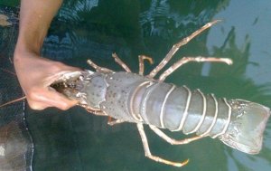 Pengamat Ekonomi Fakhry Ali Sebut Indonesia Rugi Tanpa Ekspor Benih Lobster
