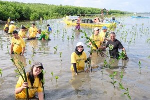 Lestarikan Lingkungan, Jasa Raharja Tanam Mangrove
