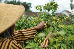 Kabar Baik, Pemerintah Siapkan BLT Rp600 Ribu untuk Petani Kategori Miskin