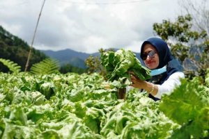 Pandemi Covid-19, IDP Pastikan Ketersediaan Pangan di Kecamatan Terpencil