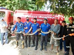 Ular Piton Kembali Teror Warga, Ukurannya Dua Kali Lebih Panjang