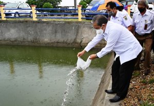 Tebar Benih Ikan di Cekdam Patommo, Bupati Sidrap Sampaikan Pesan Tangkal Corona