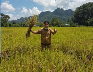 Musim Pandemi Corona, Petani Padi Masih Tersenyum