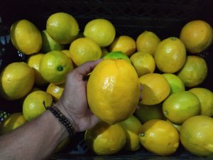 Pandemi Covid-19, Buah Lokal Rajai Pasar