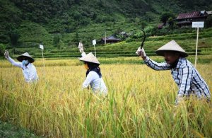 Panen Padi di Rongkong, Bupati Pastikan Ketersediaan Pangan Terjaga di Tengah Pandemi