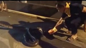 Mengerikan! Tengah Malam Ular Sanca 5 Meter Masuk Rumah Warga