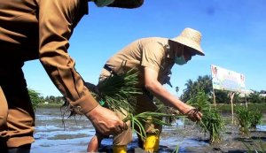 Selama Pandemi Corona, Barru Selalu Dapat Kepercayaan dari Kementerian Pertanian