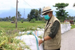 Tinjau Panen, Bupati Lutim Imbau Petani Tak Jual Habis Gabahnya