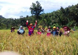 Pertama Kali dalam 60 Tahun Masamba Mandiri Pangan