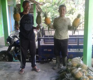Efek Pandemi Covid-19, Permintaan Nanas Banasari Makin Meningkat
