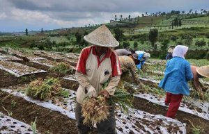 Untuk Importir Bawang Putih, Ini Pesan Penting dari Kementan