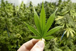 Tanaman Ganja Tertentu Dianggap Bisa Tingkatkan Resistensi Corona