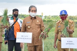 Bupati Sidrap Apresiasi Petani Bawang di Desa Damai