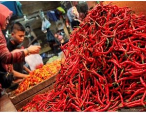 Kementan Antisipasi Jatuhnya Harga Cabai