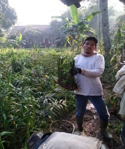 Kebutuhan Benih Jahe Meningkat Drastis, Petani Ketiban Untung