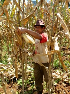 Usai Panen Jagung Produktivitas Tinggi, Penyuluh Kawal Petani Lanjutkan Percepatan Tanam