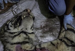 Harimau Sumatera Mati Diduga Dijerat Pemburu