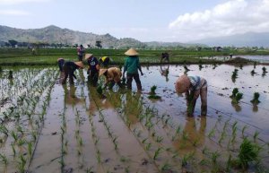 Pastikan Pangan Tersedia, Petani Percepat Tanam Padi