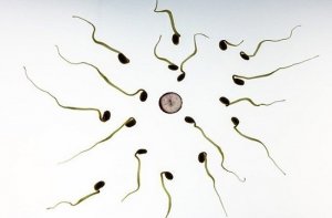 Temuan Ilmuwan, Virus Corona Bisa Ditularkan melalui Sperma