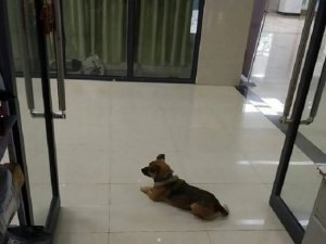Tuan Meninggal karena Covid-19, Seekor Anjing Setia Menunggu di Pintu RS