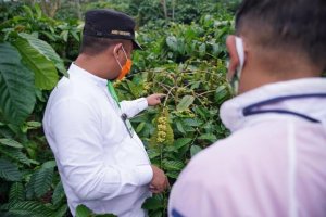 Kunjungi Kebun Kopi di Desa Bentenge Maros, Wagub: Kualitas Sangat Penting untuk Dijaga