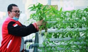Panen Perdana Kangkung Hidroponik, Muammar Bagi-bagi Sayur untuk Warga Segeri