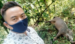 Babi Hutan dan Kera Merajalela, Kades Lapor Pemda dan DPRD