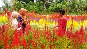 Reynaldi, Anak Muda yang Sukses Manfaatkan Sawah Jadi Taman Bunga