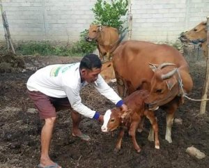 Distribusi Sperma Sapi di Lutra Tetap Berjalan, Meski Pandemi Covid-19