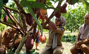 Ingin Kembalikan Kejayaan Kakao di Lutra, IDP Fokus Program Kakao Lestari