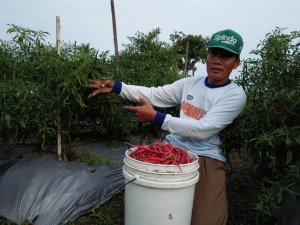 Stabilkan Harga Cabai, Kementan Minta Petani Pakai 10 Jurus Ini