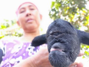Domba ‘Dajal’ Berbulu Hitam, Pipih Beri Susu Pakai Dot