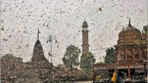 Belalang Penghancur Serbu Sejumlah Kota di India, Pemandangannya Mengerikan