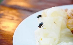 Lalat Hinggap pada Makanan Anda, Ini yang Bakal Terjadi