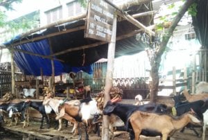 Untuk Penderita Darah Tinggi, Bagian Daging Kambing Ini Bisa Jadi Pilihan