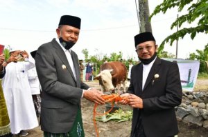 Sapi Kurban Jokowi Dinikmati 34 Provinsi, Satu Ekor Rp80 Juta