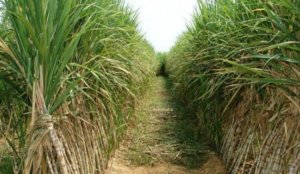 Selviana Oktavia Direbahkan di Tengah Kebun Tebu, Kejadian Selanjutnya Seperti Ini