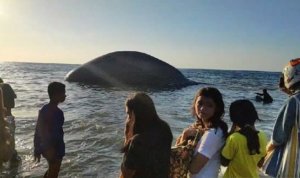 Paus Raksasa yang Mati Hilang Tengah Malam, Ini Kesaksian Petugas BBKSDA