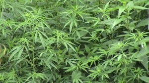 Tanam Ganja di Lahan Milik Negara, 5 Orang Ditetapkan Tersangka