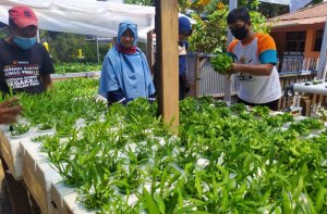 Di Tengah Pandemi, IMM Kembangkan Kebun Hidroponik