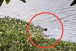 Mayat Ditemukan di Sungai Jembatan Kembar Gowa, Tidak Pakai Celana dan Kulit Terkelupas