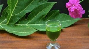 Daun Pepaya Bisa Hambat Virus