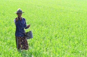 Harga Pupuk Subsidi Meroket di Gowa, Warga Menduga Ada Penimbunan
