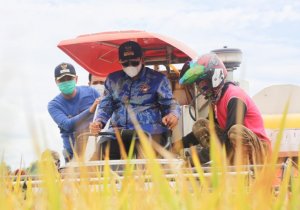 Panen Raya, Bupati Targetkan Wajo Jadi Daerah Swasembada Pangan