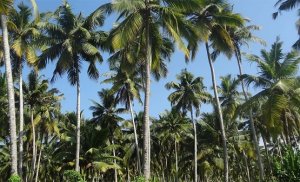 4 Anak Sedang Bermain, Tiba-tiba Pohon Kelapa Tumbang, Ini Kondisinya