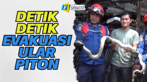 Teror Ular Piton di Pemukiman Warga